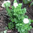 Chrysanthemum parthenium Feverfew 'Virgo'